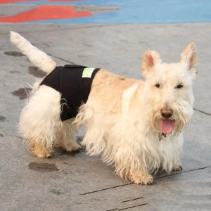 Therapeutic Rear Body Wrap for Dog Anxiety and Post-Surgical Recovery